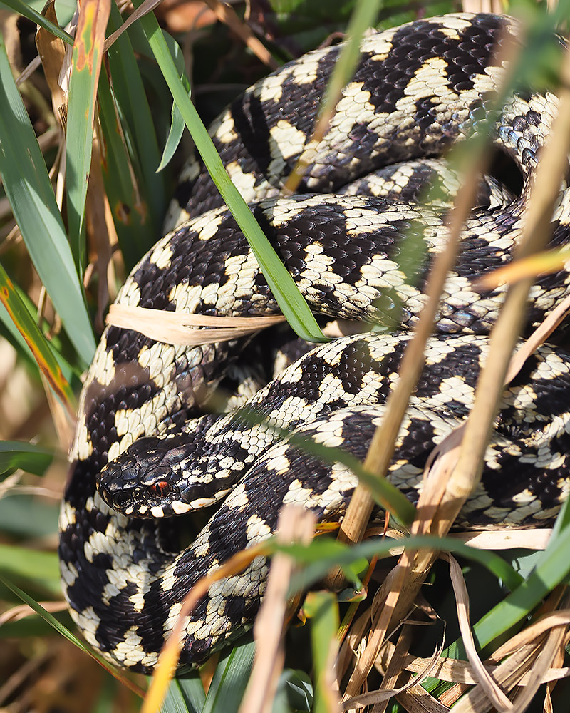 male adder